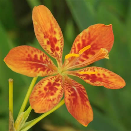 Belamcanda chinensis of luipaardbloem - wordt ook aanzien als iris